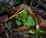 Urtica dioica. Молодой побег, в правом нижнем углу - Stellaria holostea. Пермский край, г. Пермь, Кировский р-н, опушка смешанного леса. 16.04.2017.