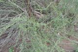 Bulnesia retama