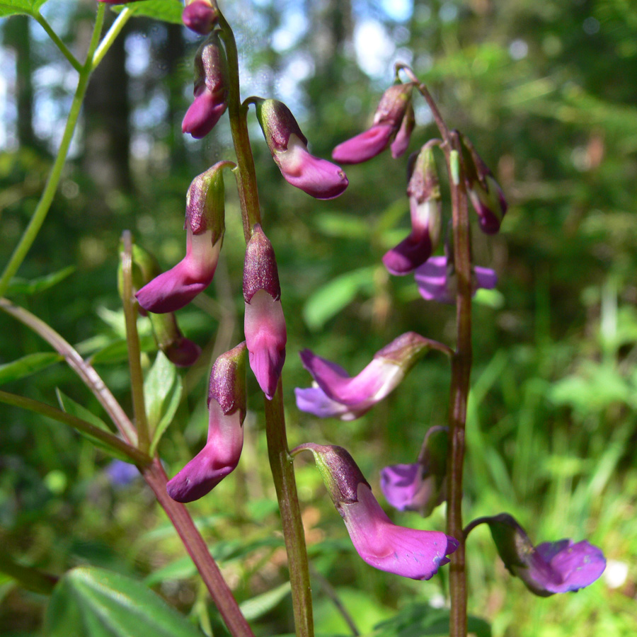 Image of Lathyrus vernus specimen.
