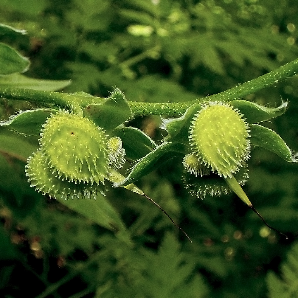 Image of Solenanthus biebersteinii specimen.