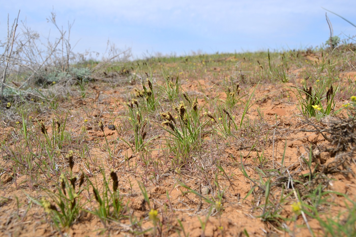 Image of Carex stenophylla specimen.