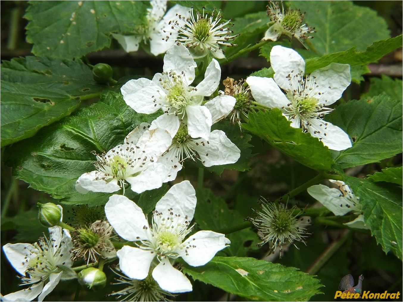 Изображение особи род Rubus.