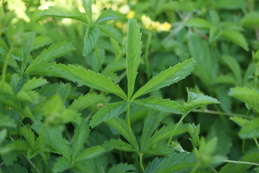 Изображение особи Potentilla reptans.