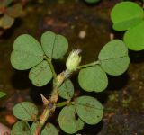 Desmodium triflorum. Верхушка веточки (вид с абаксиальной стороны листьев). Таиланд, о-в Пхукет, ботанический сад, под деревьями у пруда, сорное. 16.01.2017.