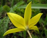 Tulipa biebersteiniana