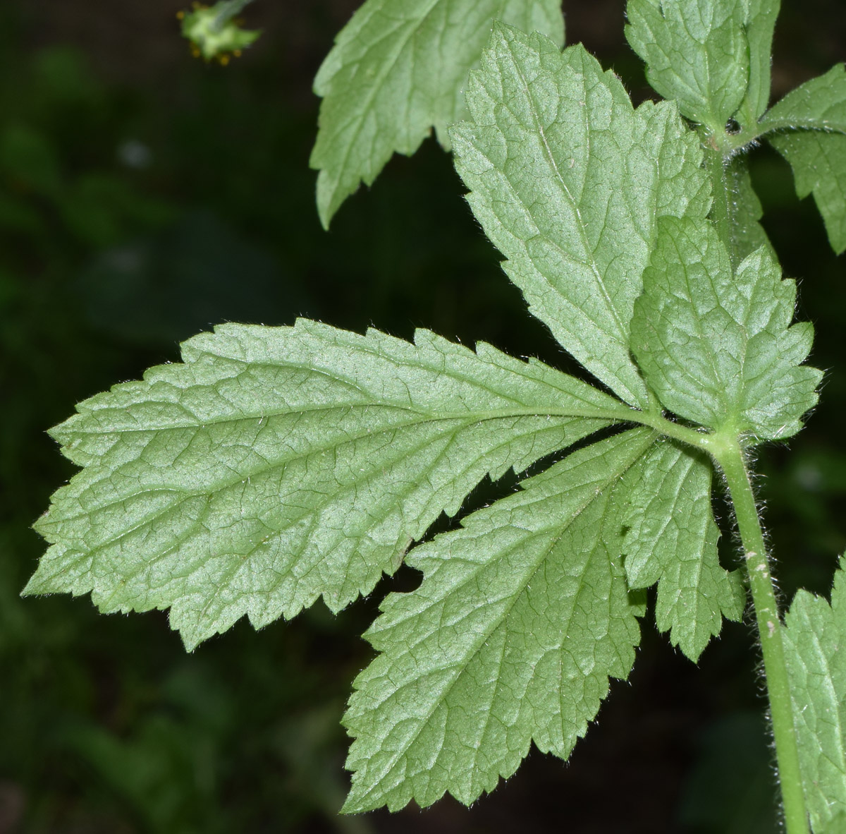 Изображение особи Geum urbanum.