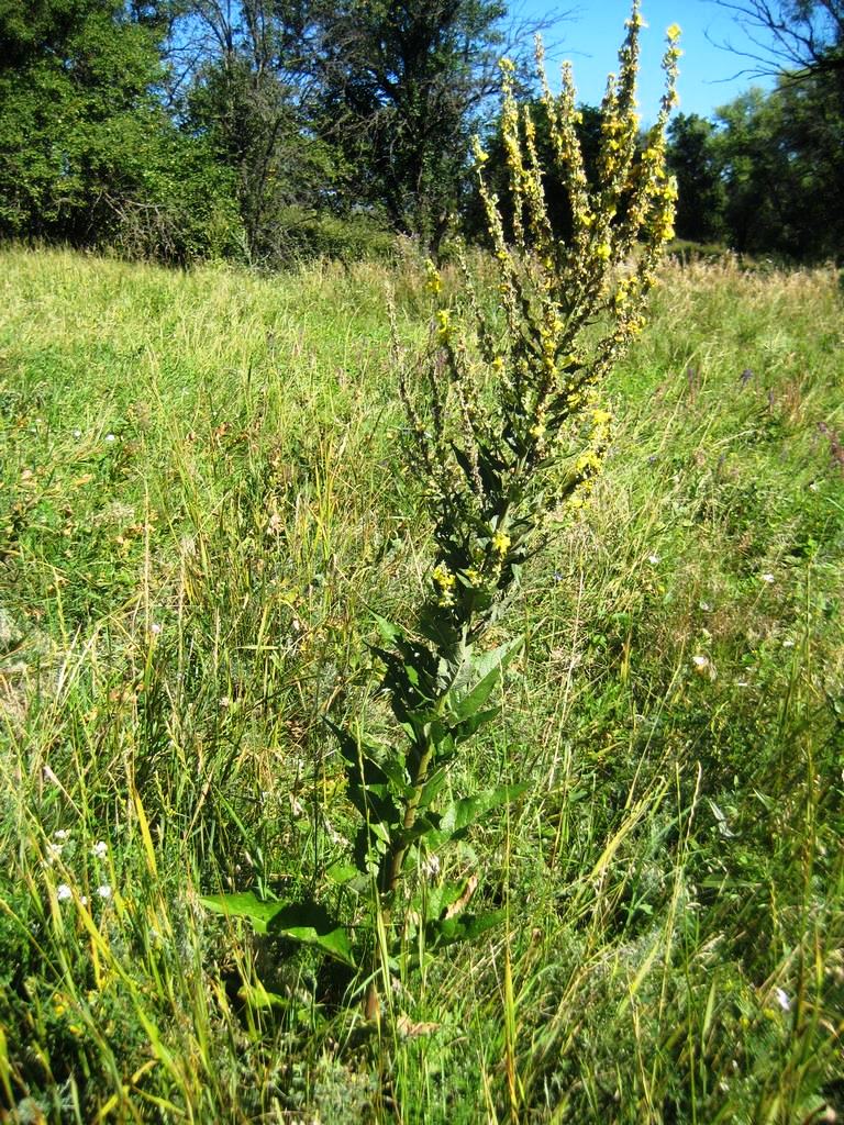 Image of Verbascum lychnitis specimen.