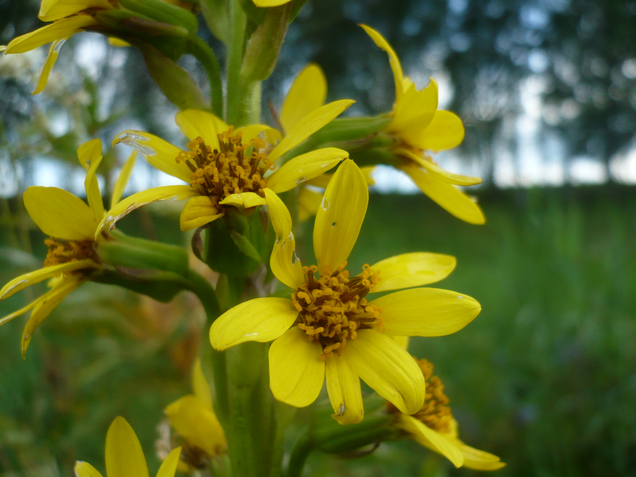 Image of Ligularia sibirica specimen.