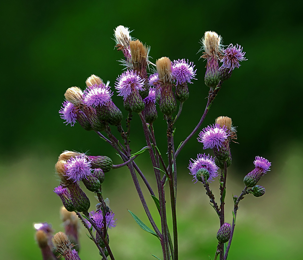 Розовый сорняк. Бодяк полевой (Cirsium arvense). Осот розовый Бодяк полевой. Бодяк полевой (осот). Бодяк полевой (Cirsium arvense SCOP.).