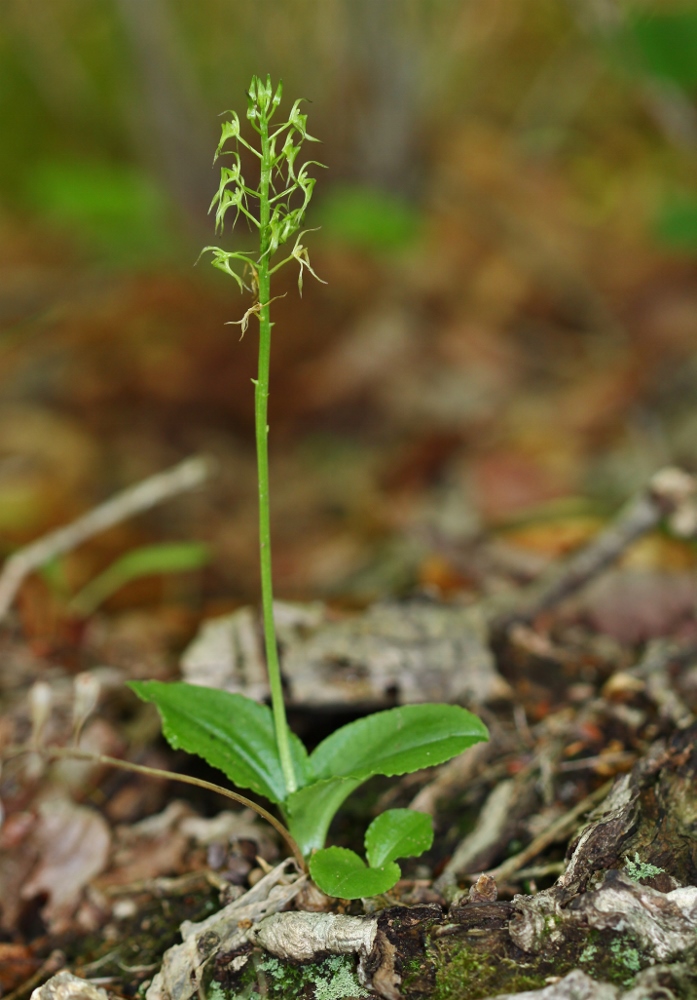 Image of Liparis krameri specimen.