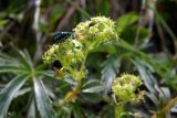 Alchemilla sericea. Соцветия с кормящимся жуком. Республика Адыгея, Майкопский р-н, Кавказский биосферный заповедник, северо-восточный склон горы Фишт, дерновинка среди камней, выс. ок. 2460 м н.у.м. 16.07.2017.