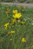 Hieracium filifolium