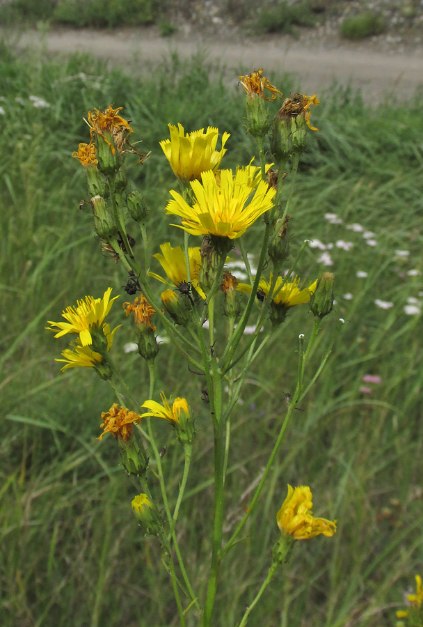 Image of Hieracium filifolium specimen.