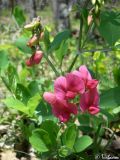 Lathyrus rotundifolius