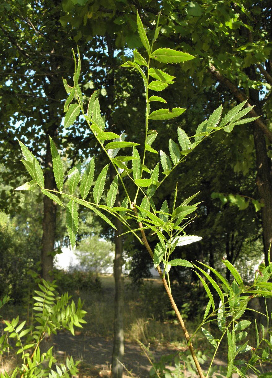 Image of Xanthoceras sorbifolium specimen.