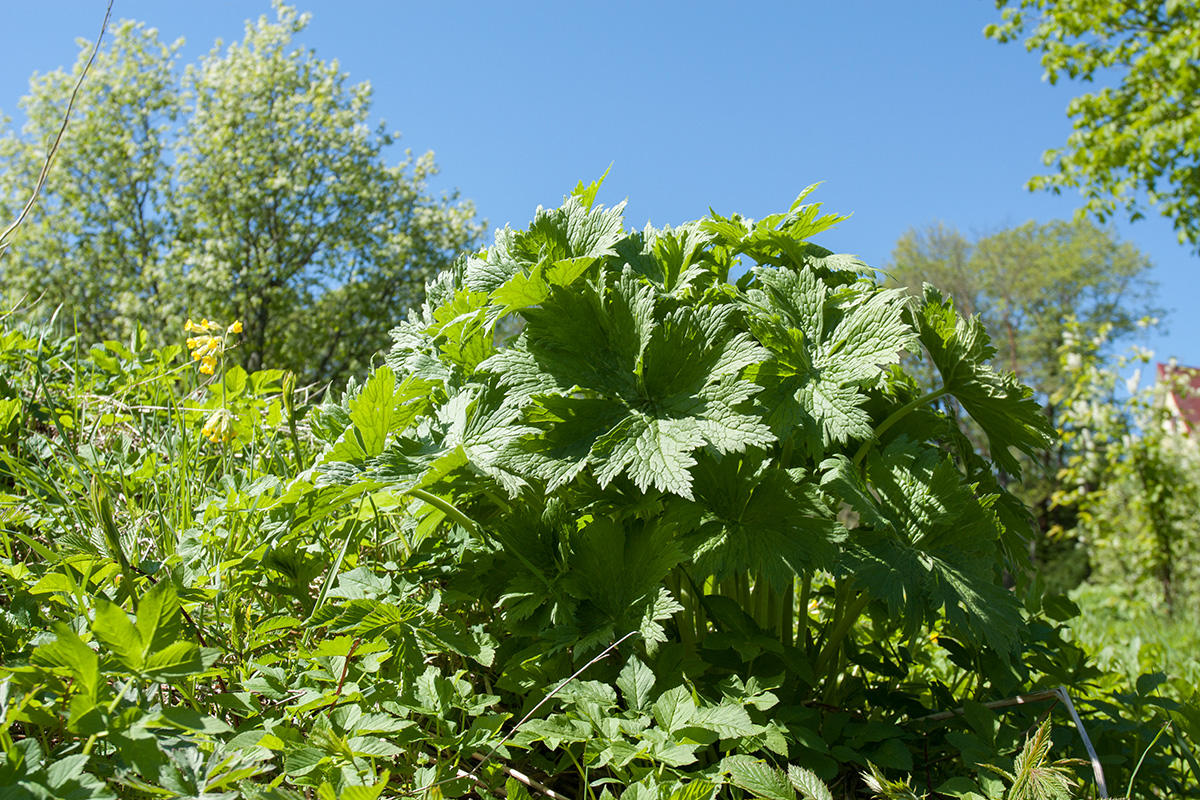 Image of Aconitum septentrionale specimen.