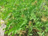 Astragalus glycyphyllos