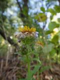 Aster alpinus. Верхушка побега отцветающего растения. Иркутская обл., Шелеховский р-н, окр. с. Шаманка, берег р. Иркут, под пологом смешанного леса. 30.08.2017.