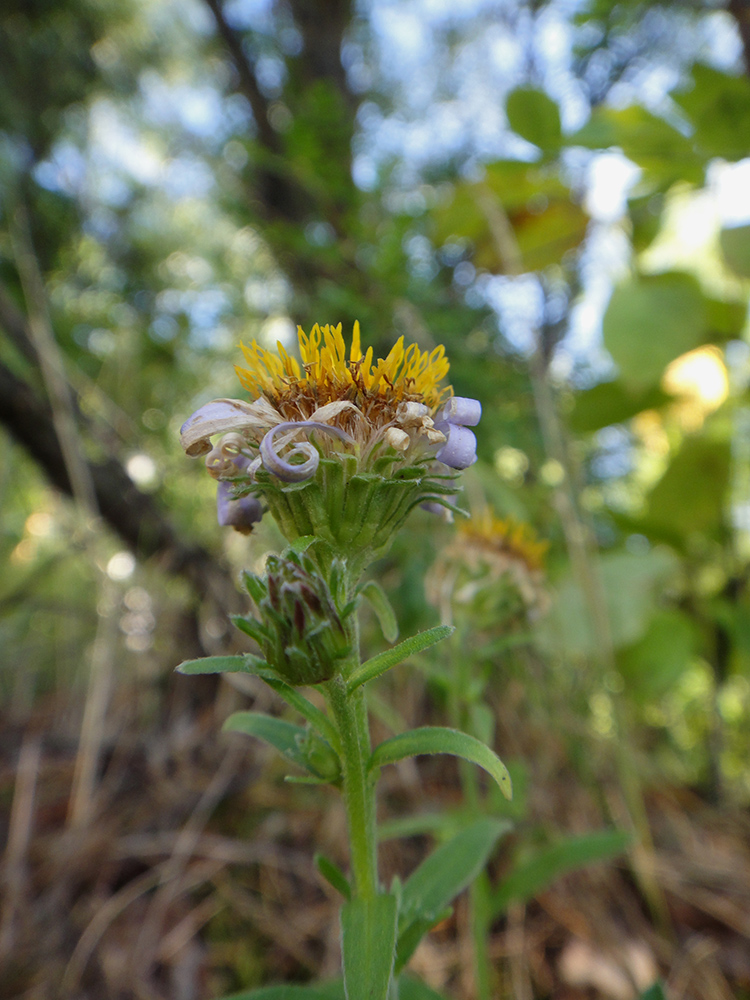 Изображение особи Aster alpinus.