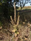 Verbascum ovalifolium. Верхняя часть цветущего и плодоносящего растения. Украина, Днепропетровская обл., Синельниковский р-н, возле дороги. 21.09.2017.