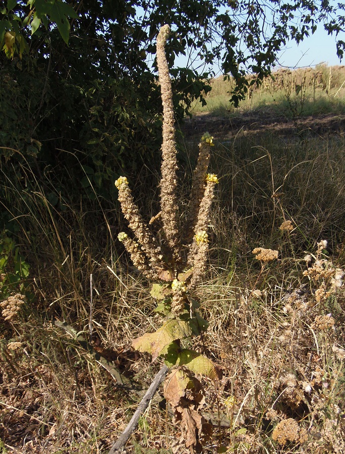 Изображение особи Verbascum ovalifolium.