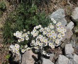 Pyrethrum glanduliferum