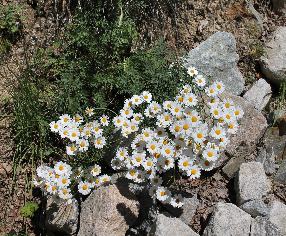 Изображение особи Pyrethrum glanduliferum.