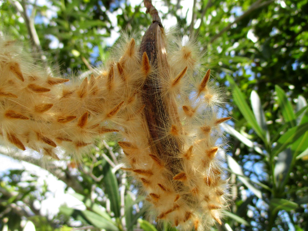 Image of Nerium oleander specimen.
