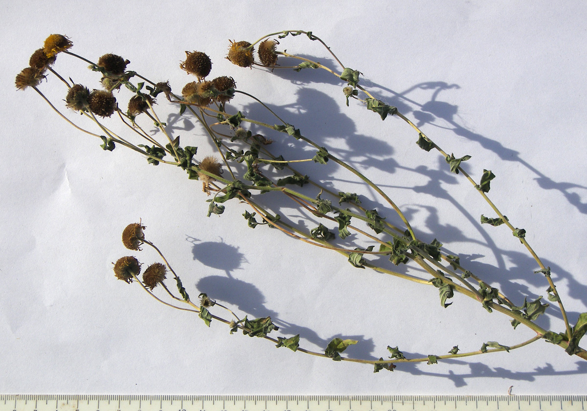 Image of Pulicaria dysenterica specimen.