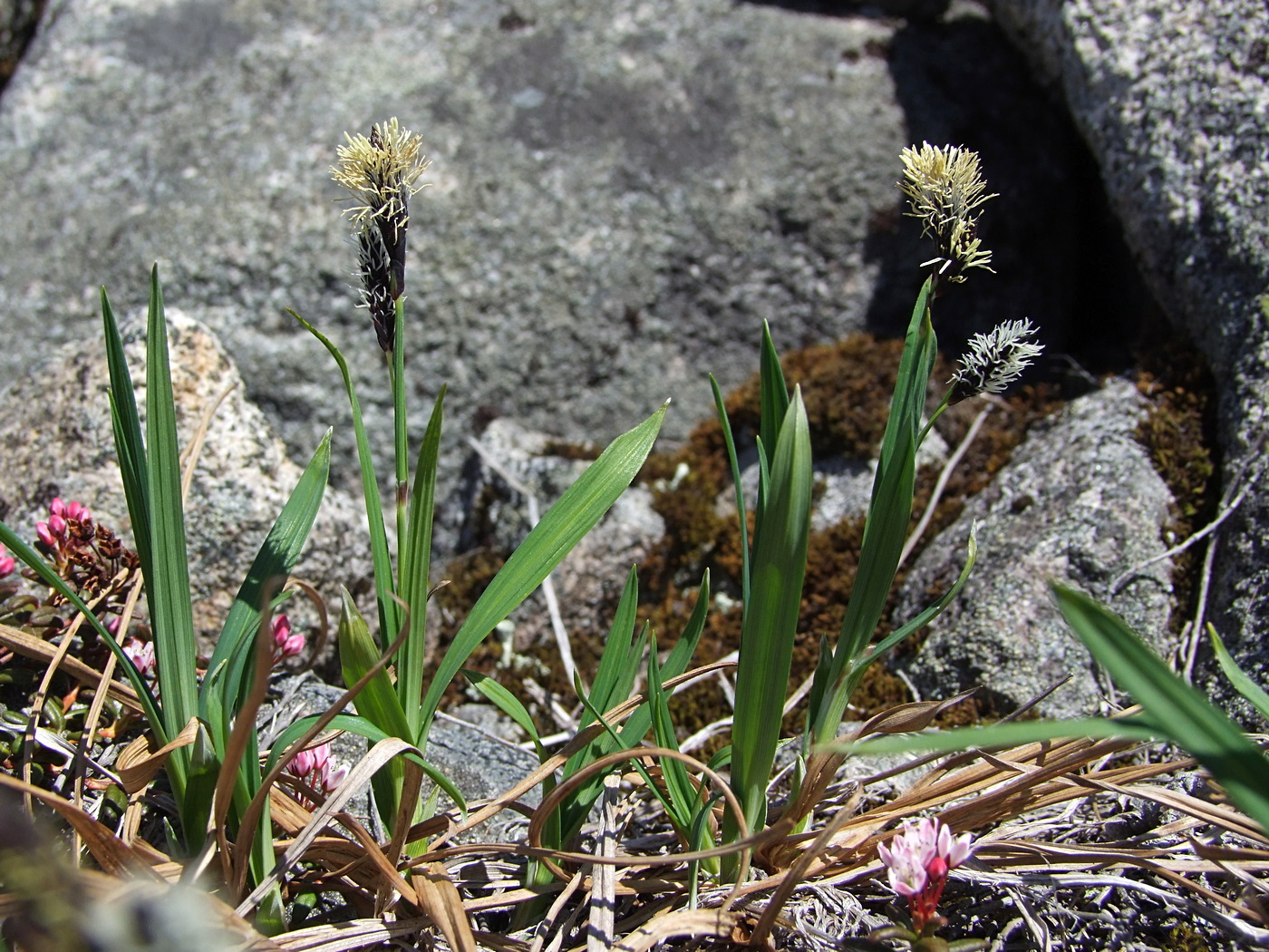 Изображение особи Carex riishirensis.