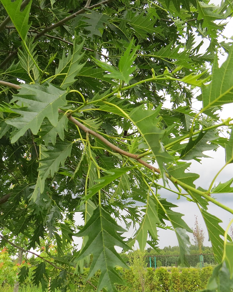 Image of Alnus incana specimen.