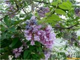 genus Robinia. Часть ветви цветущего растения. Украина, г. Николаев, Заводской р-н, парк \"Лески\". 02.06.2017.