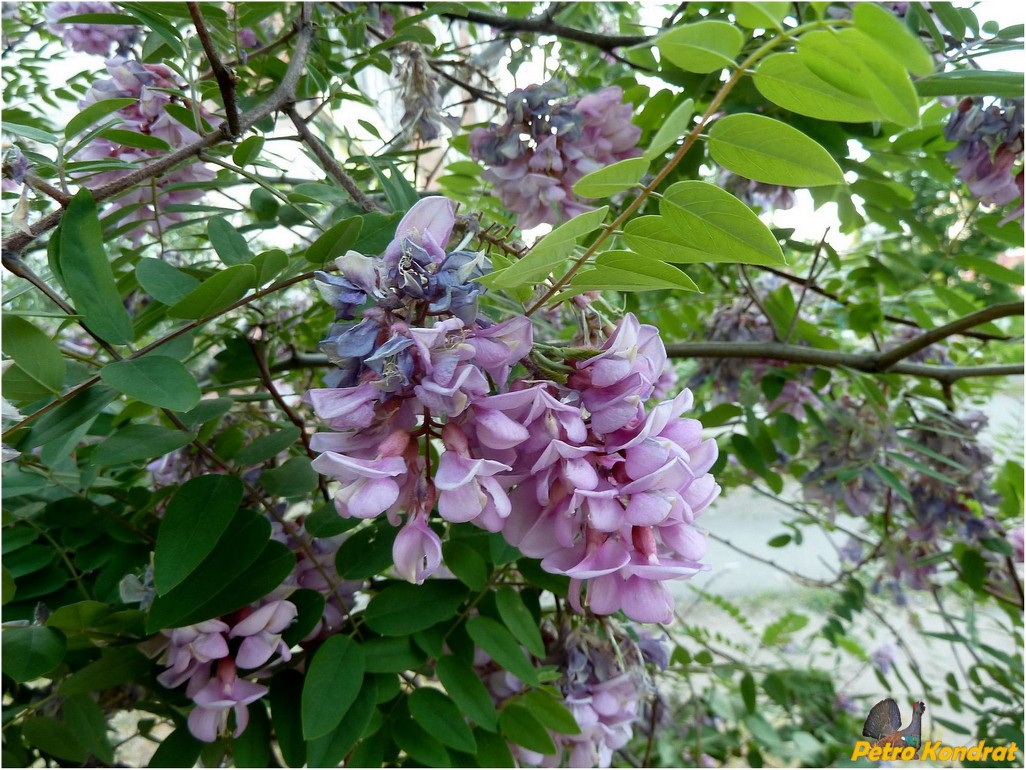 Image of genus Robinia specimen.