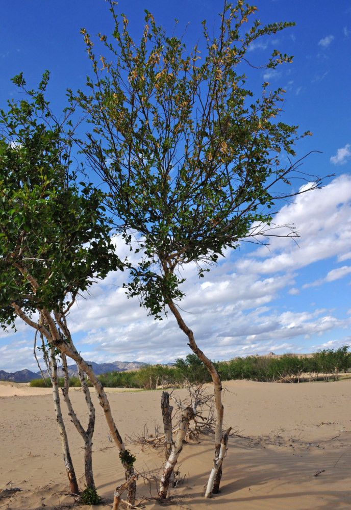 Image of Betula microphylla specimen.