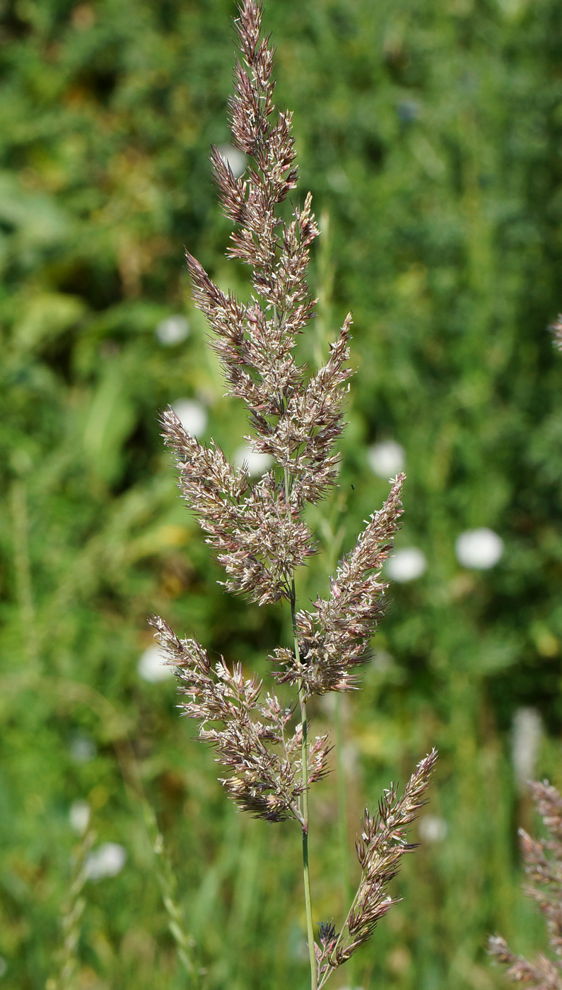 Изображение особи Calamagrostis epigeios.