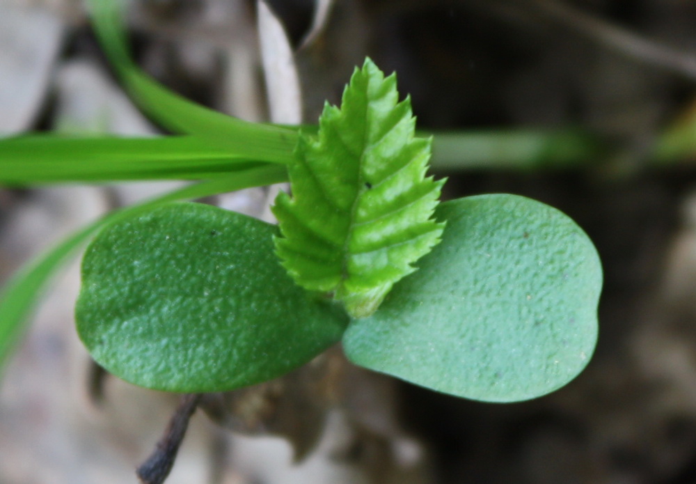 Изображение особи Carpinus betulus.