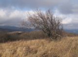 Prunus cerasifera. Покоящееся дерево. Краснодарский край, Абинский р-н, окр. станицы Шапсугская, гора Лысая, 644 м н.у.м., разнотравно-злаковый луг на безлесной вершине. 07.01.2018.