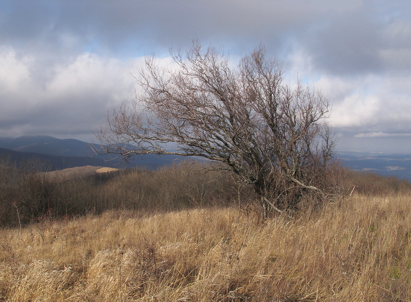 Image of Prunus cerasifera specimen.