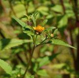 Bidens frondosa. Верхушка побега с нераскрывшимся и раскрывшимся соцветиями. Восточный Казахстан, г. Усть-Каменогорск, берег р. Ульба, влажный луг. 21.08.2017.