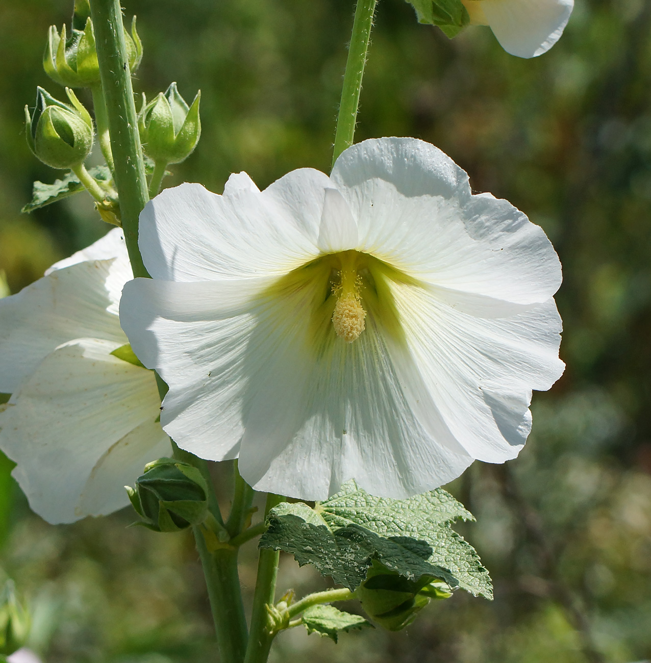 Image of Alcea rosea specimen.