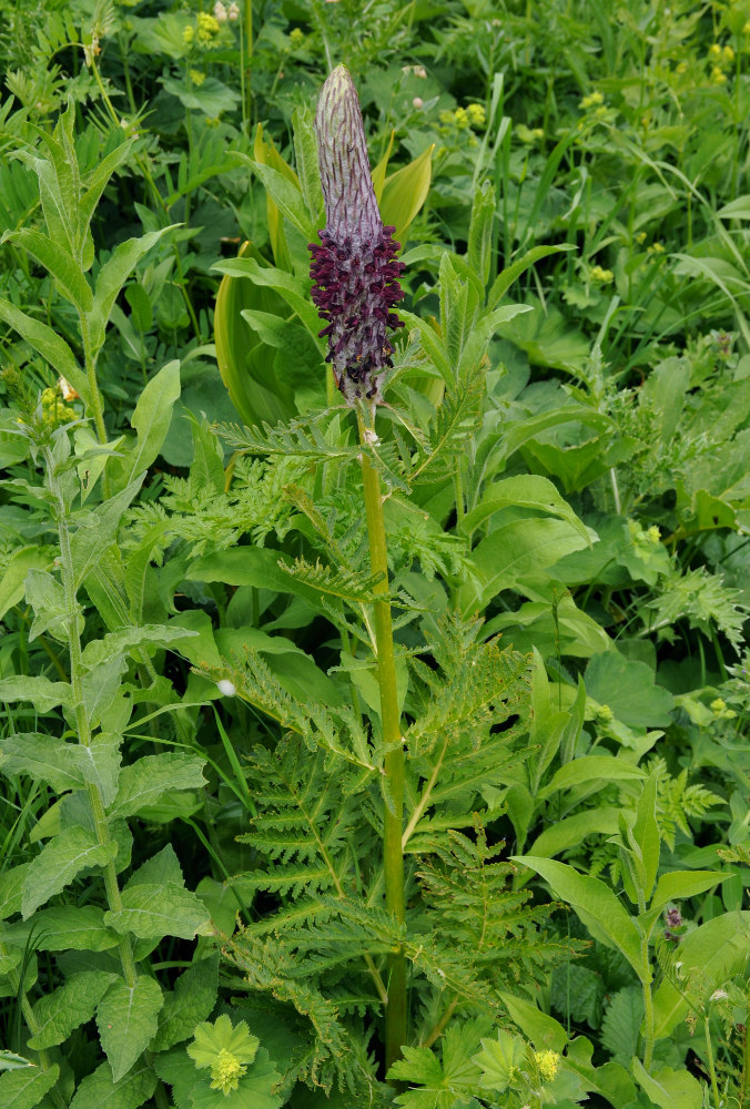 Image of Pedicularis atropurpurea specimen.