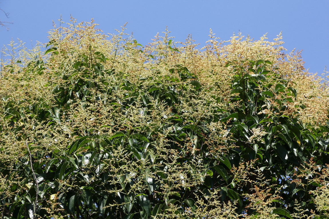 Image of Ligustrum lucidum specimen.