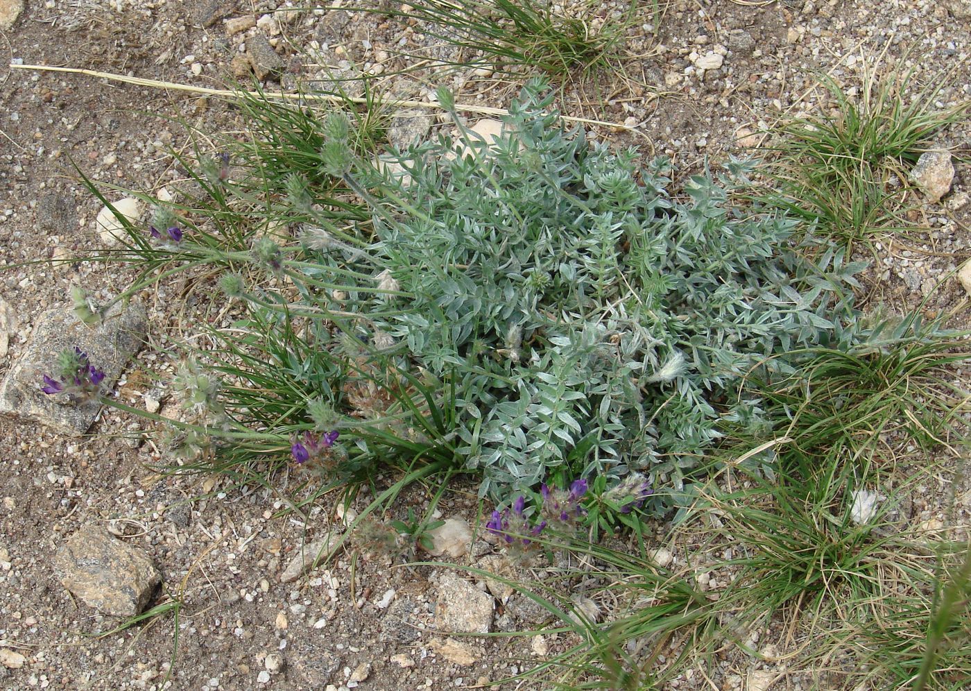 Изображение особи Oxytropis turczaninovii.