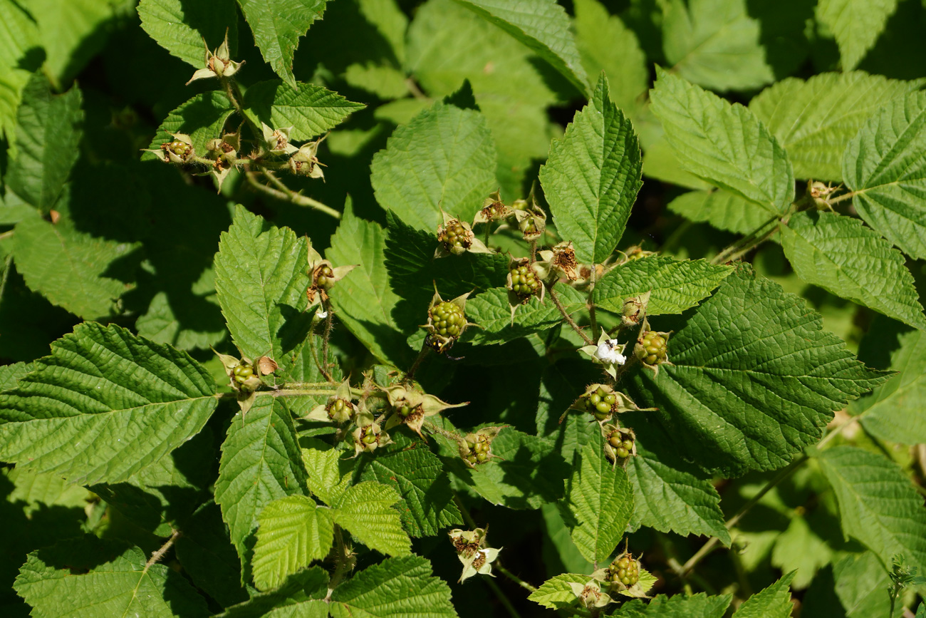 Изображение особи Rubus caesius.