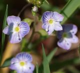 Veronica umbrosa. Цветки. Северная Осетия, нижняя часть Куртатинского ущелья. 06.05.2010.