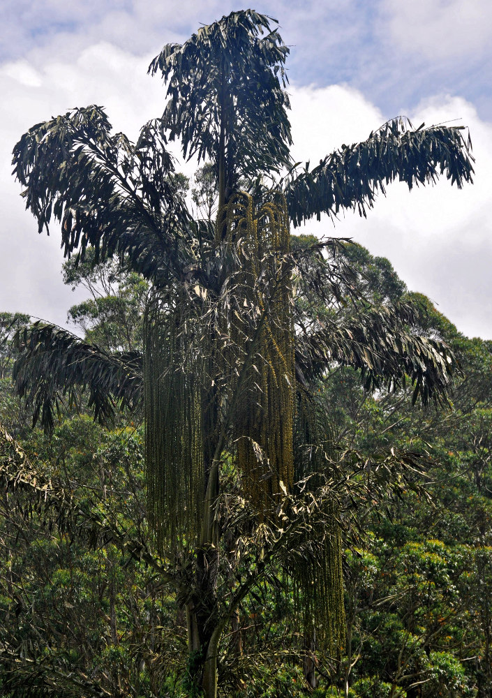 Image of Caryota mitis specimen.