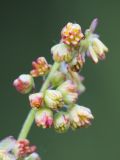 Rumex acetosa