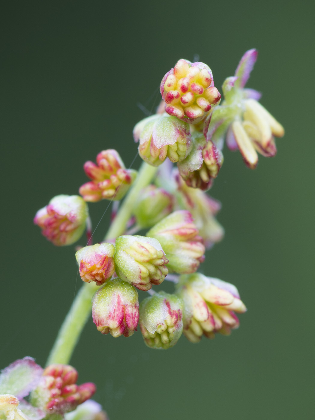 Image of Rumex acetosa specimen.