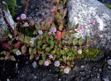 Persicaria capitata. Цветущее растение. Малайзия, Камеронское нагорье, г. Бринчанг, ≈ 1400 м н.у.м., у дороги. 03.05.2017.