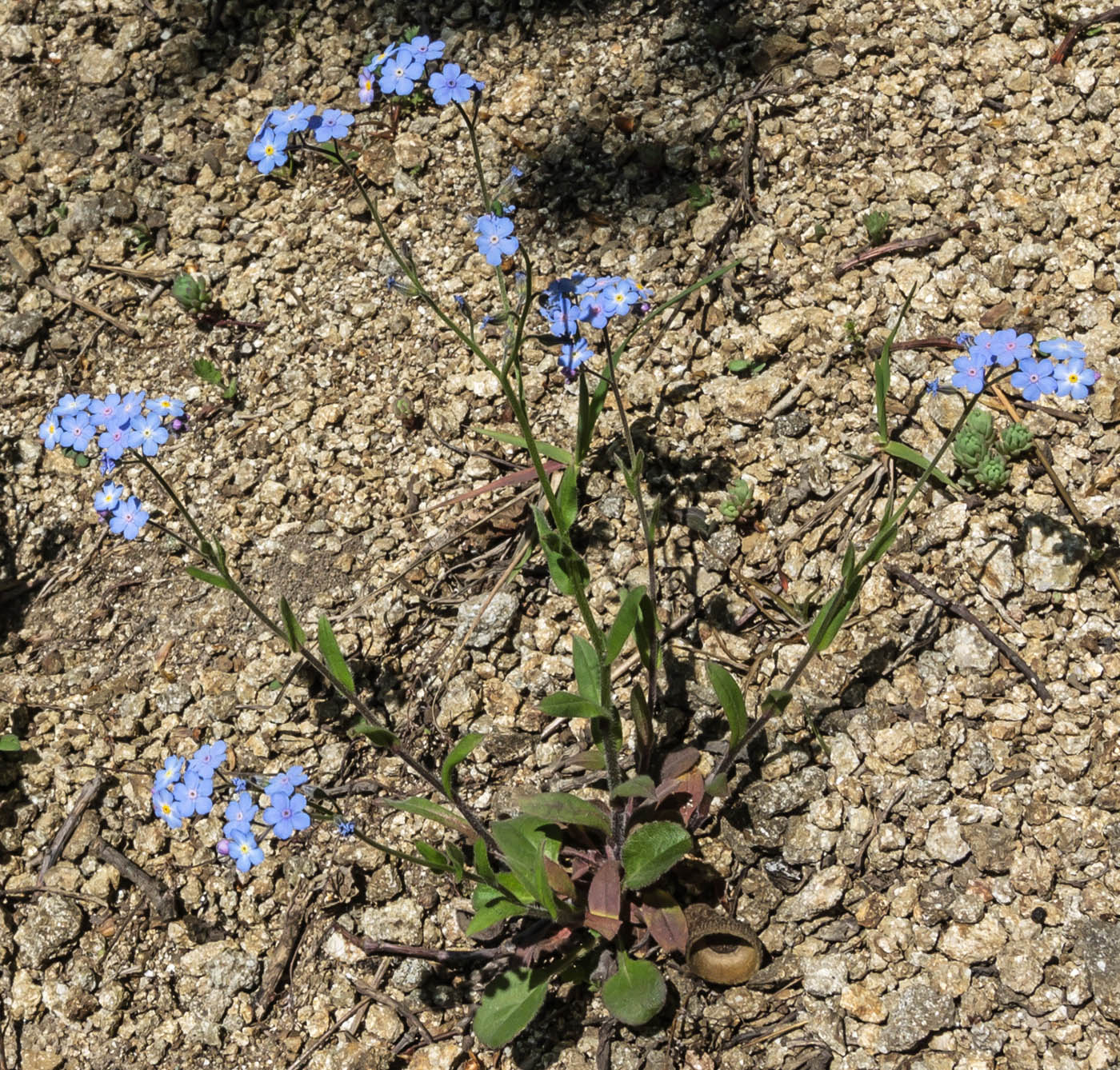 Image of genus Myosotis specimen.